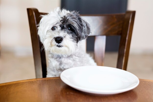 木製の椅子に座って犬