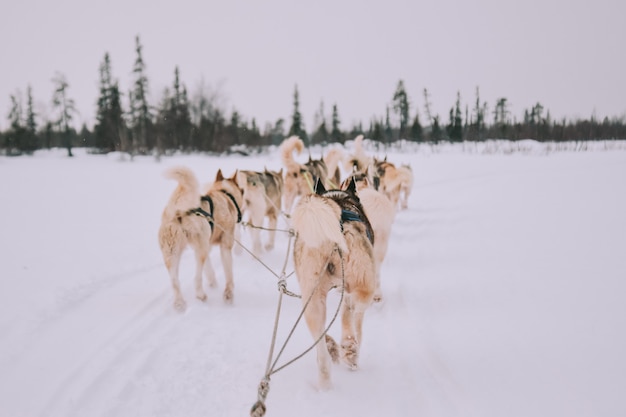 プレミアム写真 ロシアのハスキー犬そり