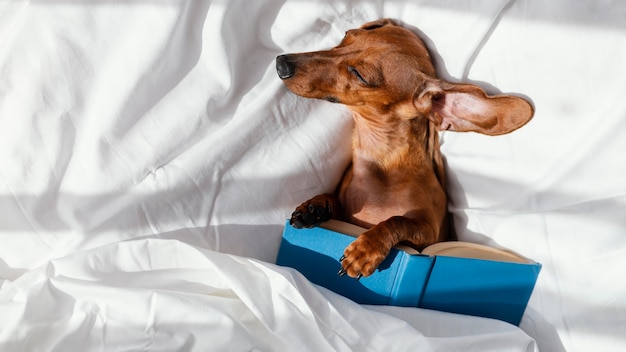 Free photo dog sleeping in bed with book