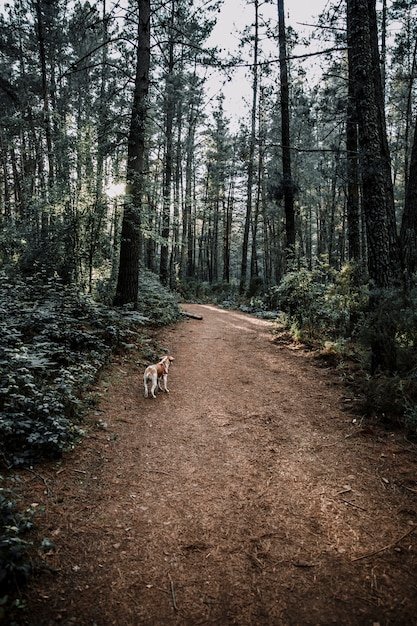 濃い森の泥の道に立つ犬