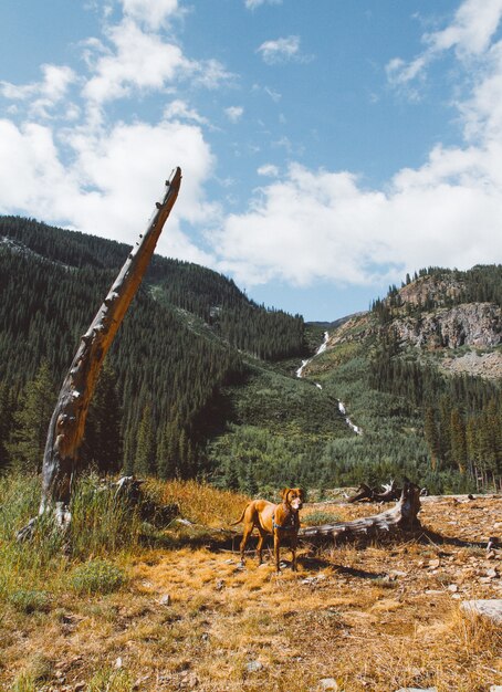 dog standing in a dry grass field near a broken tree with mountain