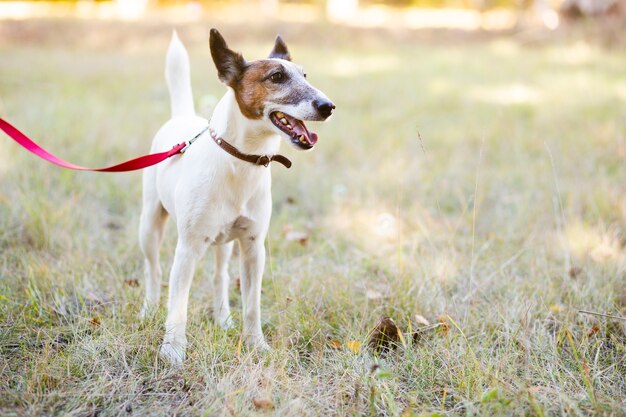 Dog standing in park with leash