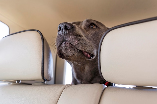 無料写真 飼い主と一緒に旅行中に車にとどまる犬