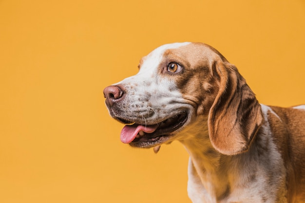 犬が舌を突き出し、目をそらす