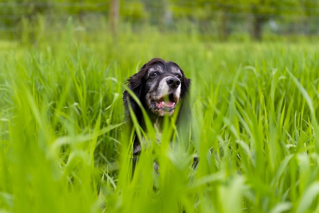 公園の緑の芝生に囲まれた犬