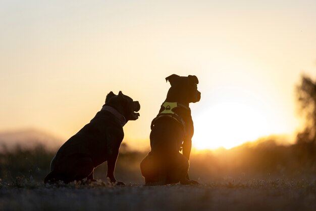 Dog trainer bounding with dogs