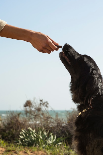Бесплатное фото Дрессировщик собак взаимодействует со своим питомцем