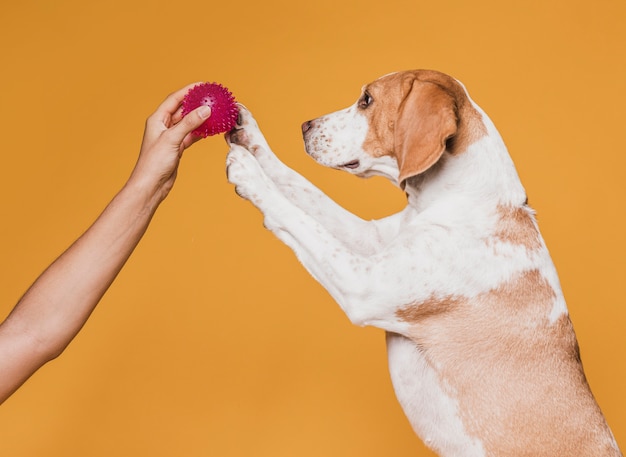 Foto gratuita cane che prova a prendere una palla di gomma