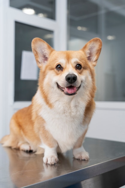 Free photo dog waiting in the veterinarian office