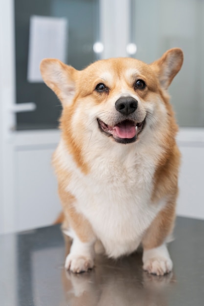 Dog waiting in the veterinarian office