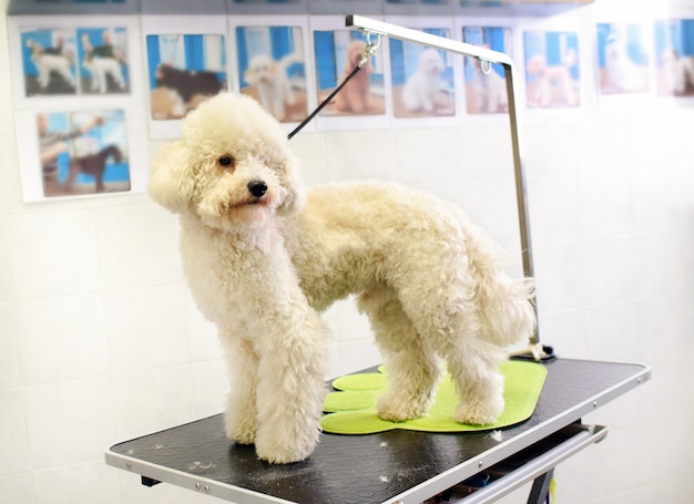 犬品种