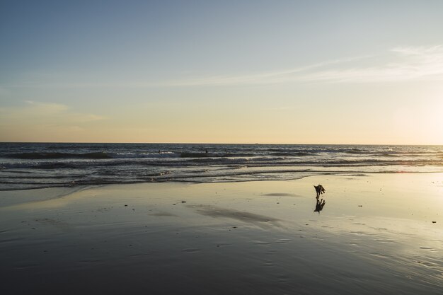美しい海の波とビーチを歩く犬