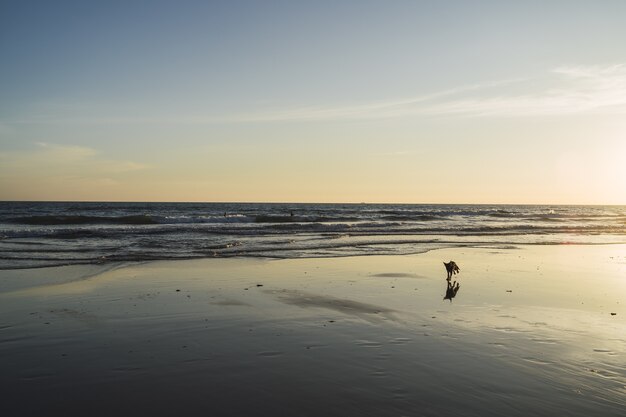 Dog walking on the beach with the beautiful sea waves