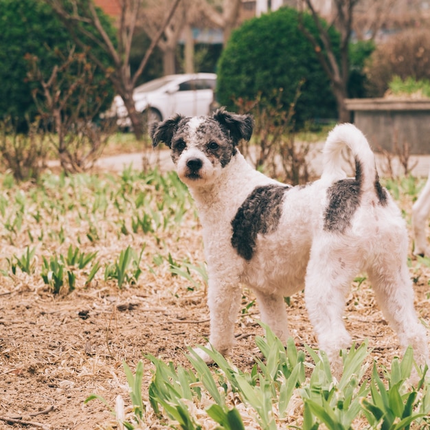 街を歩いている犬