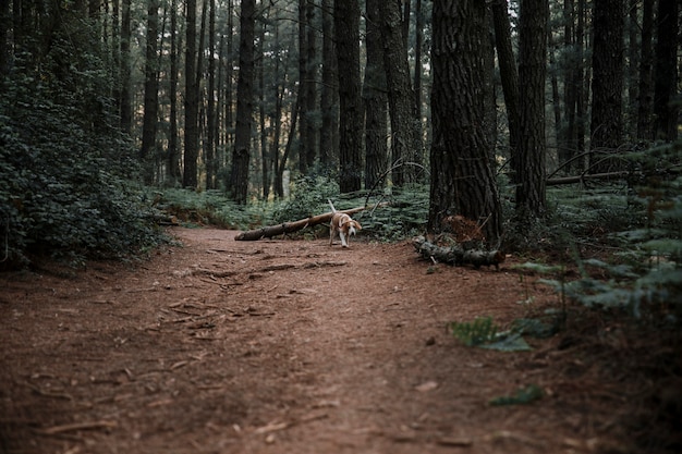 犬は森林の泥の道を歩いている