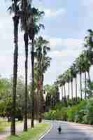 Free photo dog walking on tropical landscape