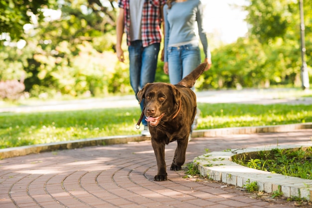 Dog walking on walkway in front of couple