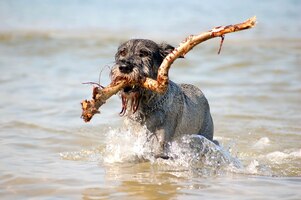 Foto gratuita cane in acqua