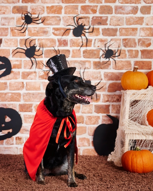 Free photo dog wearing red cape and black hat