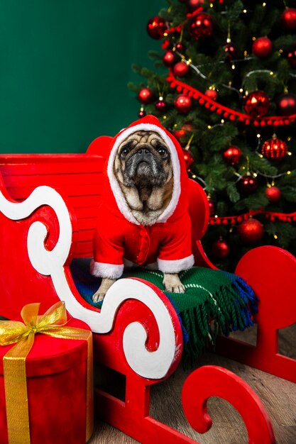 Dog wearing santa costume sitting in sleight