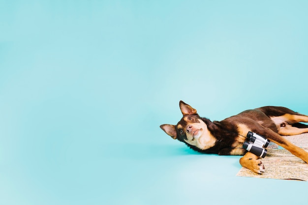 Бесплатное фото Собака с биноклем