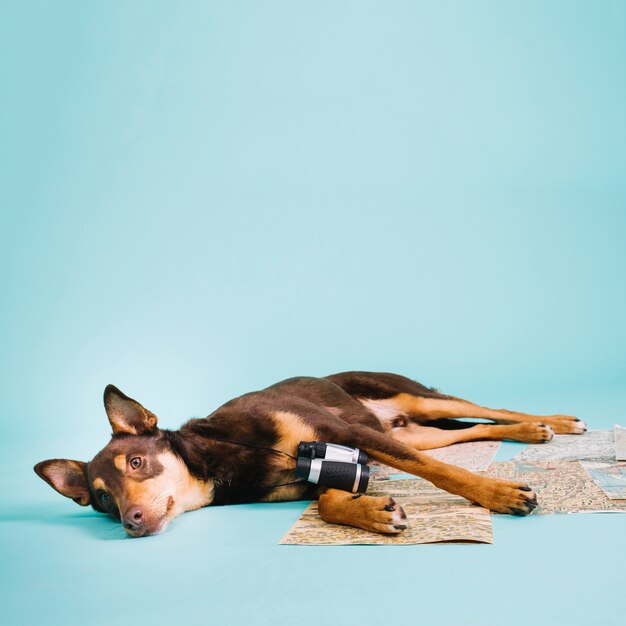 Dog with binoculars