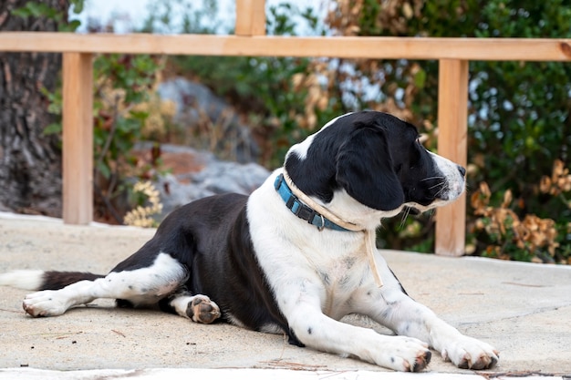 Собака с черно-белым мехом лежит на улице, заборе и зелени