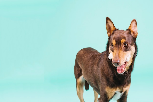 Foto gratuita cane con osso