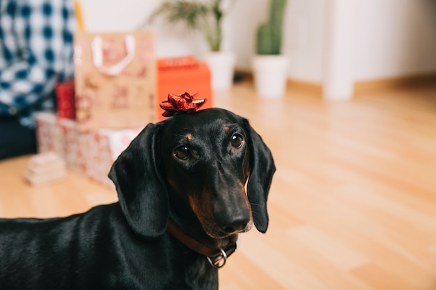 Foto gratuita cane con decorazioni natalizie