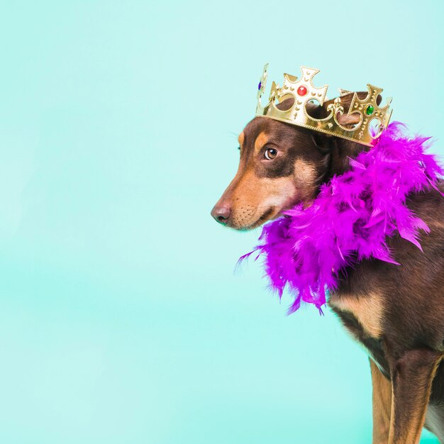 Dog with crown