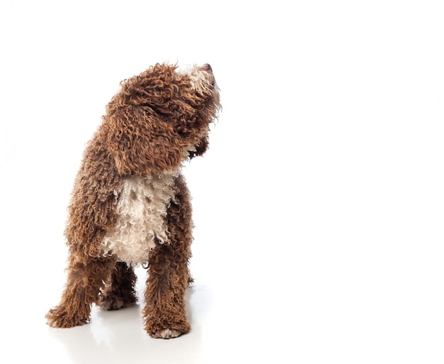 Dog with curly brown hair howling