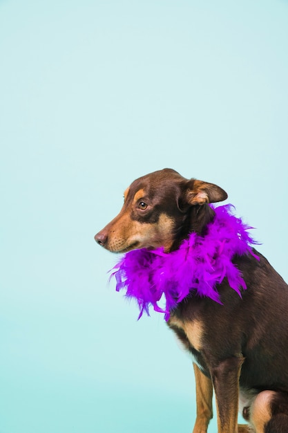 Free photo dog with feathers