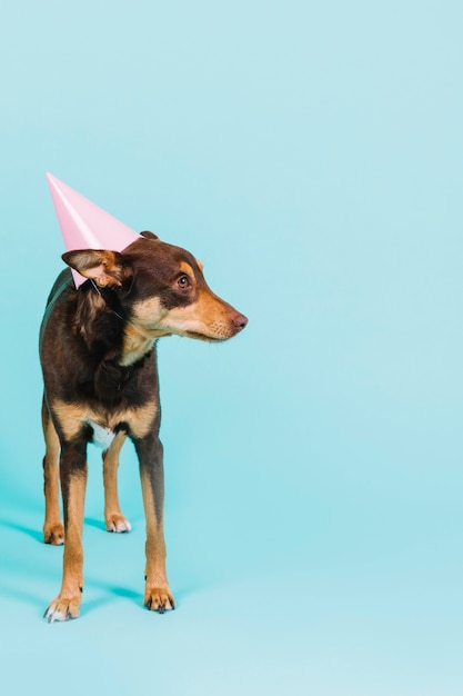 Free photo dog with hat