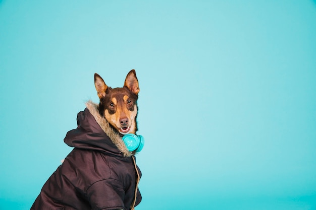 Free photo dog with jacket