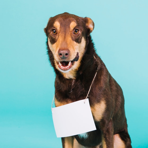 Free photo dog with paper sign