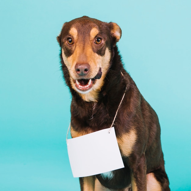 Dog with paper sign