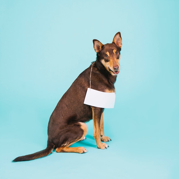 Dog with paper sign