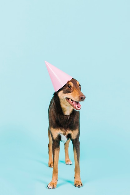 Бесплатное фото Собака с партийной шляпой