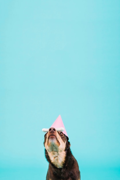 Free photo dog with pink party hat