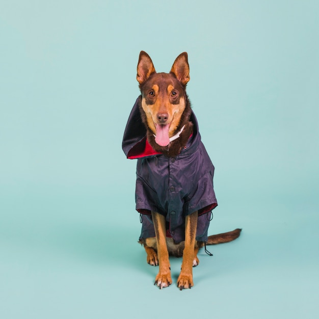 Dog with rain jacket