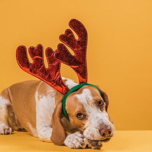 Free photo dog with reindeer horns eating a bone