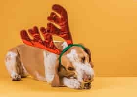 Free photo dog with reindeer horns eating a bone