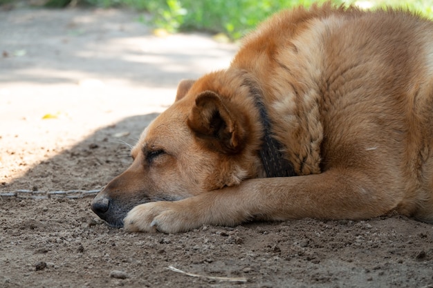悲しそうな顔の犬 地球上に横たわっている悲しいオーストラリアンシェパードの女性 悲しい犬の目 プレミアム写真