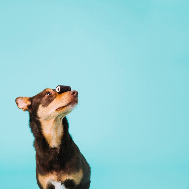 Dog with sweet on nose