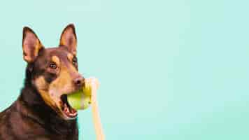 Free photo dog with tennis ball in mouth