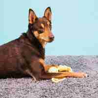 Free photo dog with tennis ball