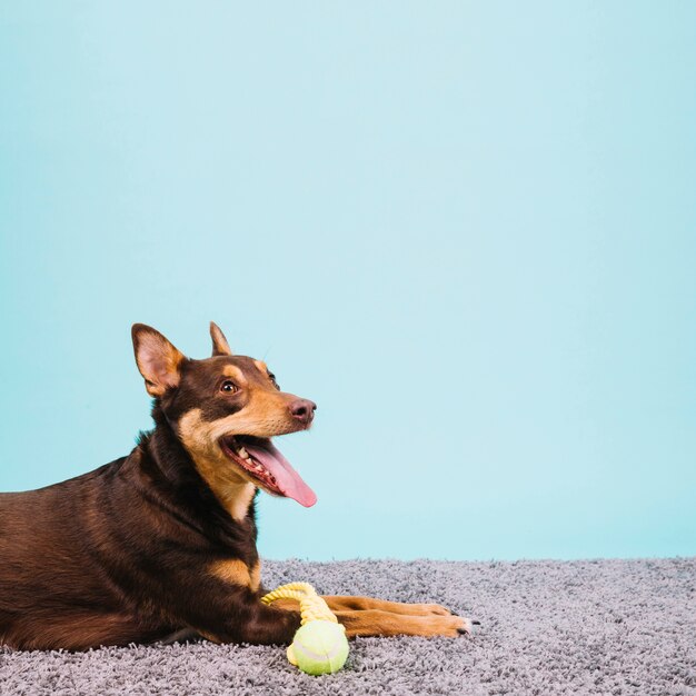 Собака с теннисным мячом
