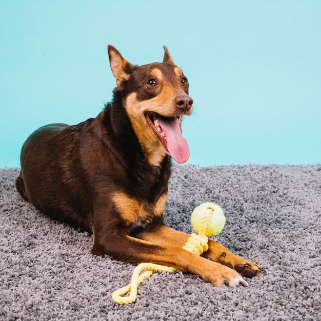 Free photo dog with tennis ball