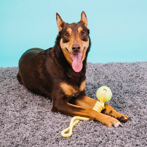 テニスボールを持つ犬