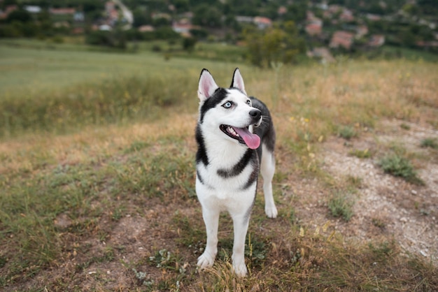 自然の中で舌を出している犬